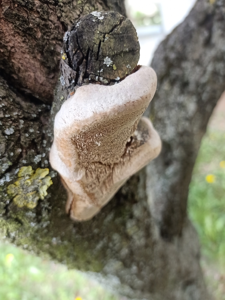 Phellinus pomaceus · April 2026 · photo: © piotr3 (iNaturalist, cc-by)