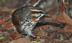 Mesitornis variegatus