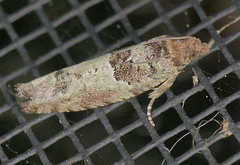 Pseudexentera knudsoni