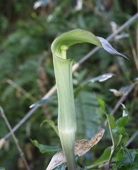Arisaema yamatense sugimotoi