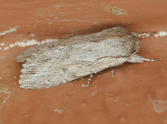 Spodoptera albula