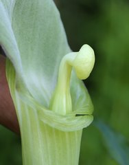 Arisaema yamatense sugimotoi