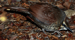 Mesitornis variegatus