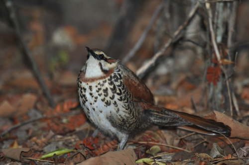 White-breasted Mesite