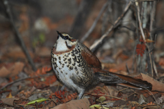 Mesitornis variegatus