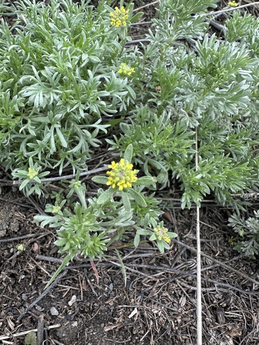 Alyssum turkestanicum, photograph 5