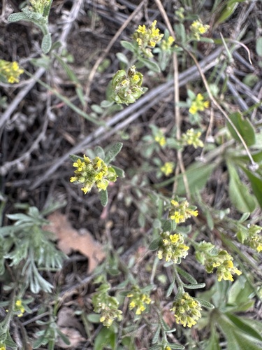 Alyssum turkestanicum, photograph 4
