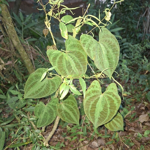 Dioscorea dodecaneura, photograph 4