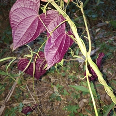 Dioscorea dodecaneura, photograph (c) Patrícia Mees, some rights reserved (CC BY)