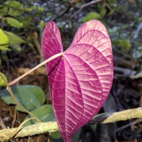 Dioscorea dodecaneura, photograph 6