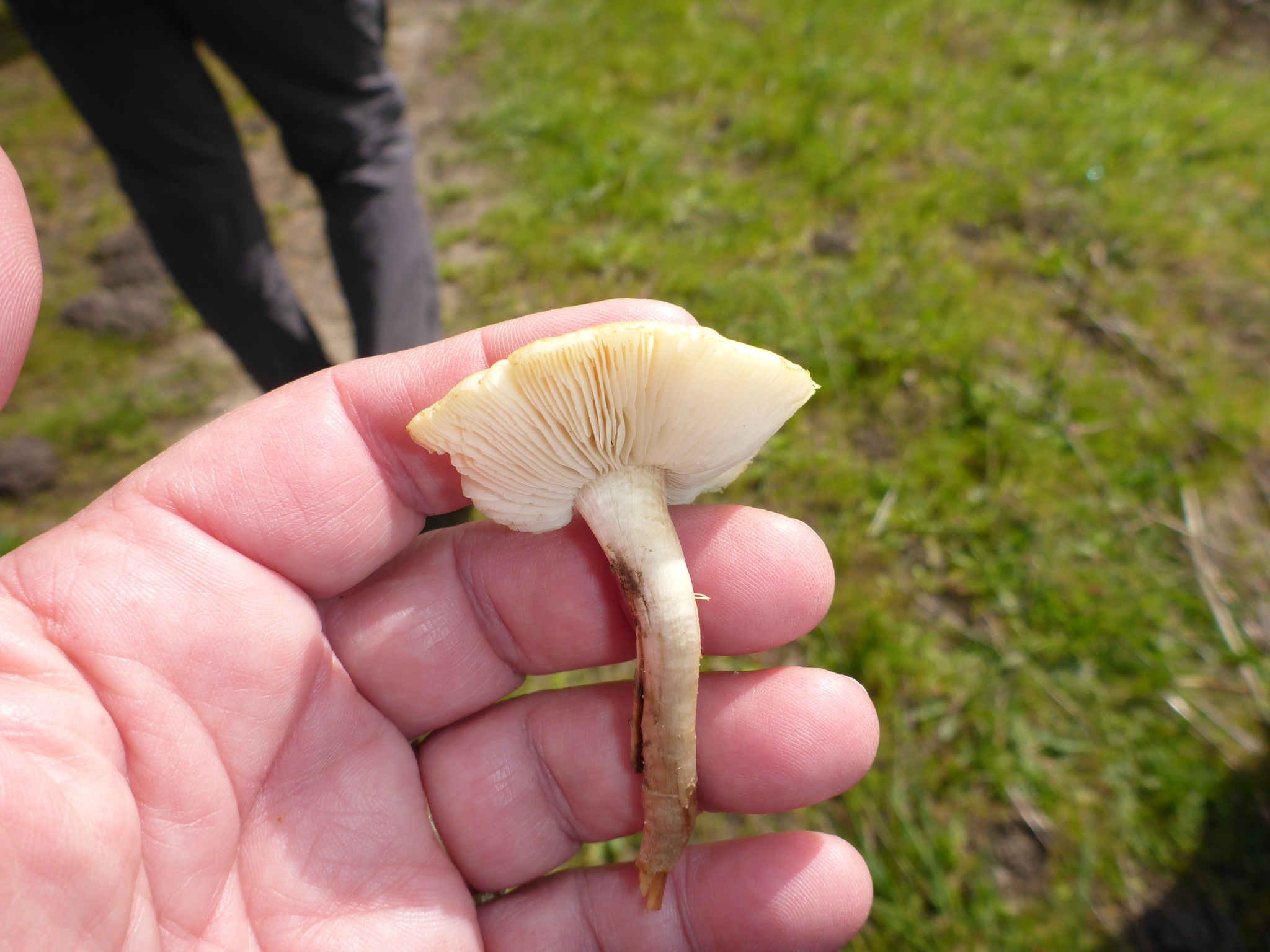 Agrocybe putaminum image