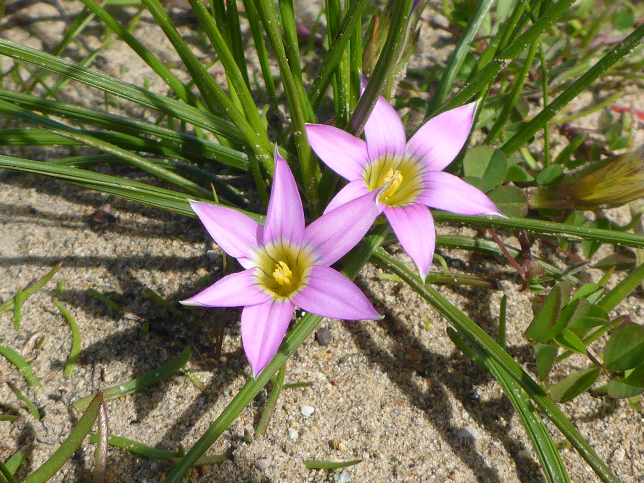 Romulea rosea var. australis