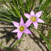 Rosy Sandcrocus - Photo (c) Donna Pomeroy, some rights reserved (CC BY-NC), uploaded by Donna Pomeroy