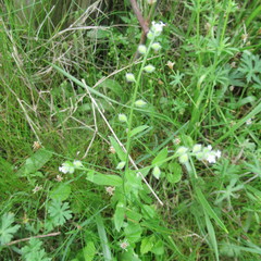 Myosotis macrosperma