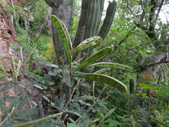 Calliandra eriophylla