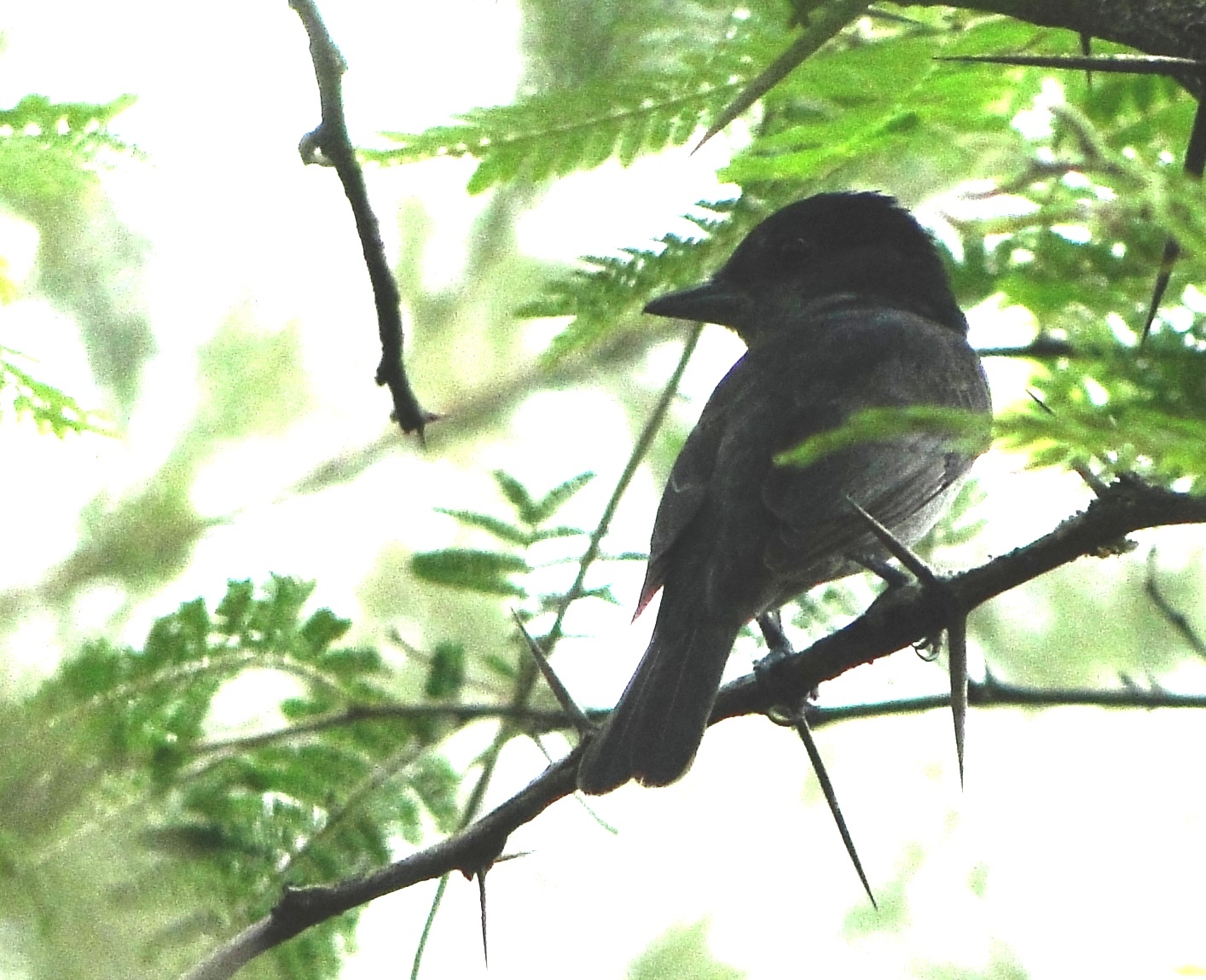 Pachyramphus homochrous image