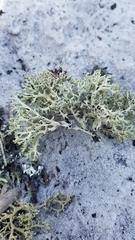 Cladonia perforata