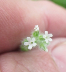 Myosotis macrosperma