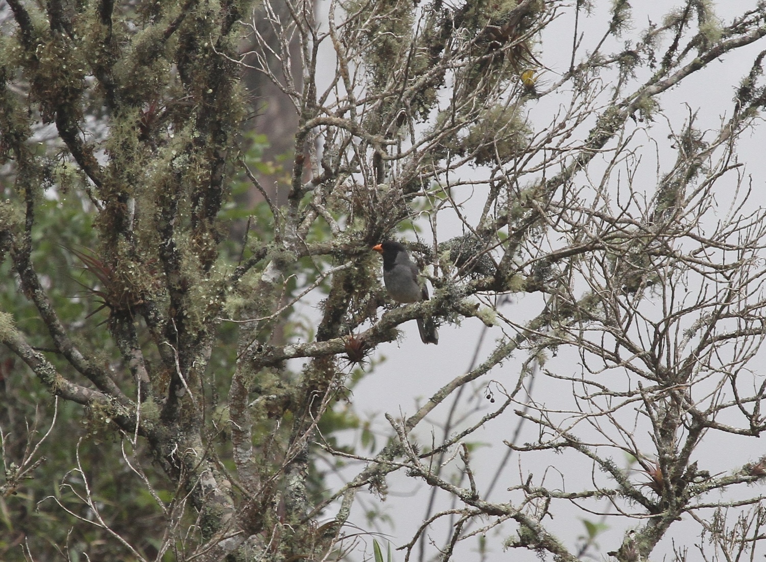 Saltator nigriceps image