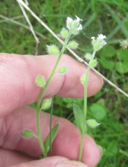 Myosotis macrosperma