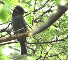 Pachyramphus homochrous