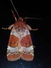 Hampsonodes mastoides