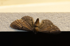 Eupithecia assimilata