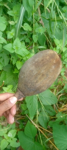 African baobab