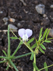 Vicia hulensis