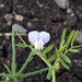 Vicia hulensis - Photo (c) Uriah Resheff, some rights reserved (CC BY-NC), uploaded by Uriah Resheff