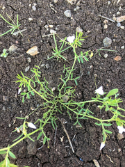 Vicia hulensis