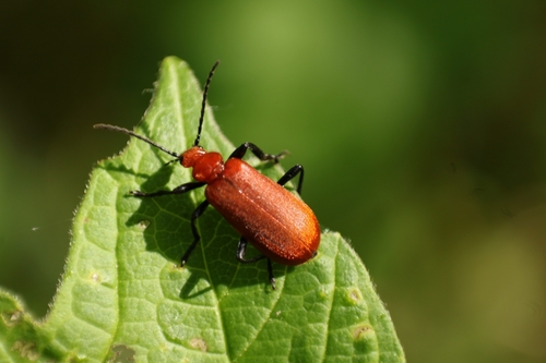 Pyrochroa serraticornis
