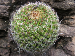 Mammillaria mystax