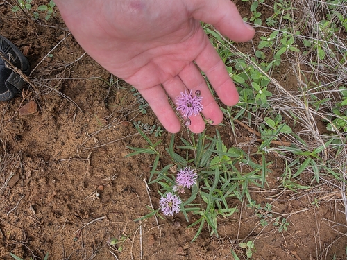 Palafoxia rosea, photograph 2