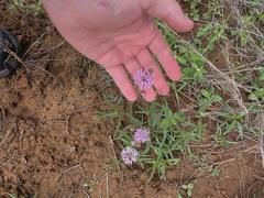 Palafoxia rosea, photograph (c) Cleveland Powell, some rights reserved (CC BY)