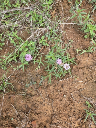 Palafoxia rosea, photograph 3