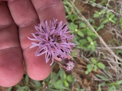 Palafoxia rosea, photograph (c) Cleveland Powell, some rights reserved (CC BY)