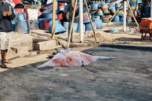 Mobula mobular