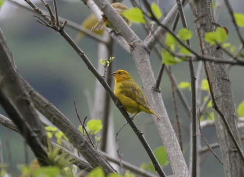 Sicalis flaveola image