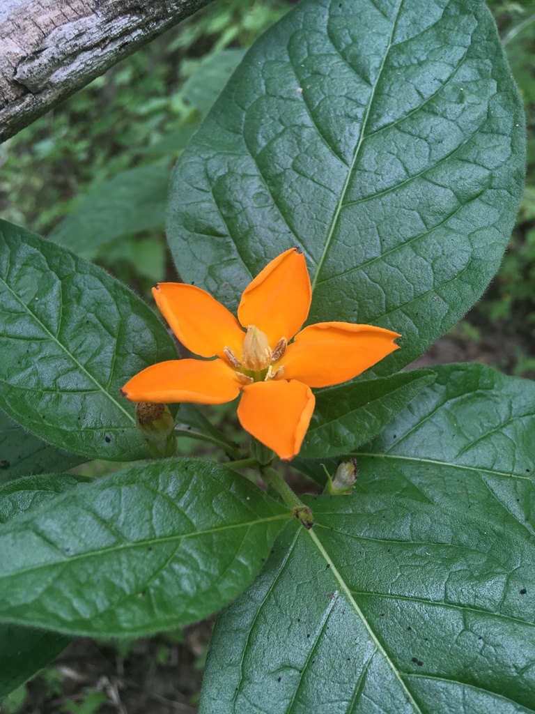 Sphinctanthus aurantiacus
