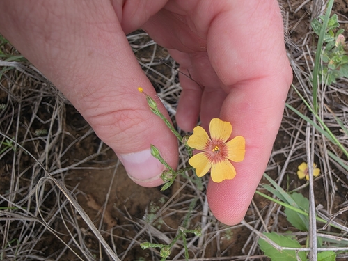 Texas flax (Linum hudsonioides)
