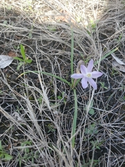Androstephium coeruleum
