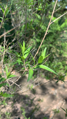 Anisacanthus quadrifidus