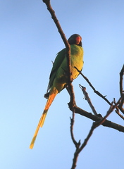 Psittacula himalayana