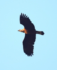 Haliaeetus leucoryphus