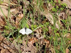 Pieris marginalis venosa