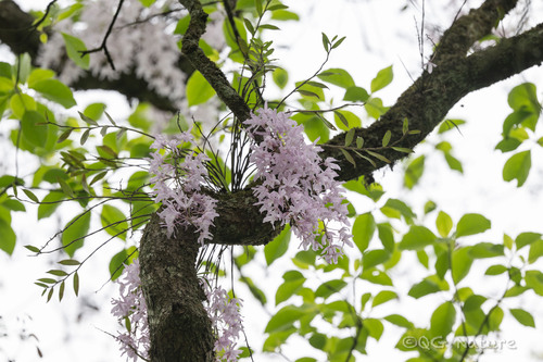 Dendrobium wilsonii, photograph 4