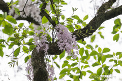(c) Wang.QG, some rights reserved (CC BY) Dendrobium wilsonii, photograph (c) Wang.QG, some rights reserved (CC BY)
