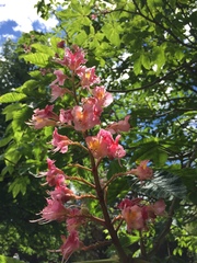 Aesculus × carnea