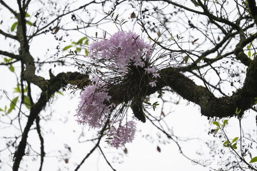 Dendrobium wilsonii, photograph 1